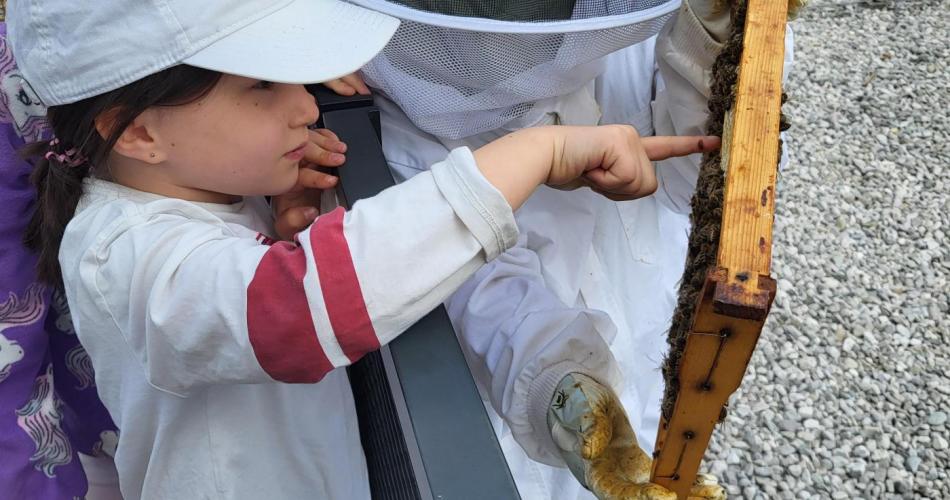 Bienen_1