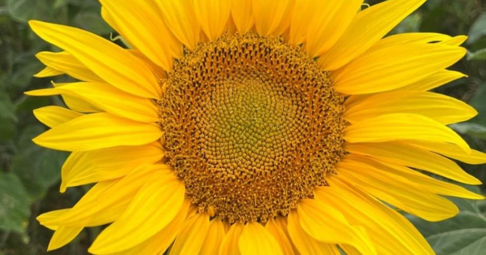 Sonnenblume